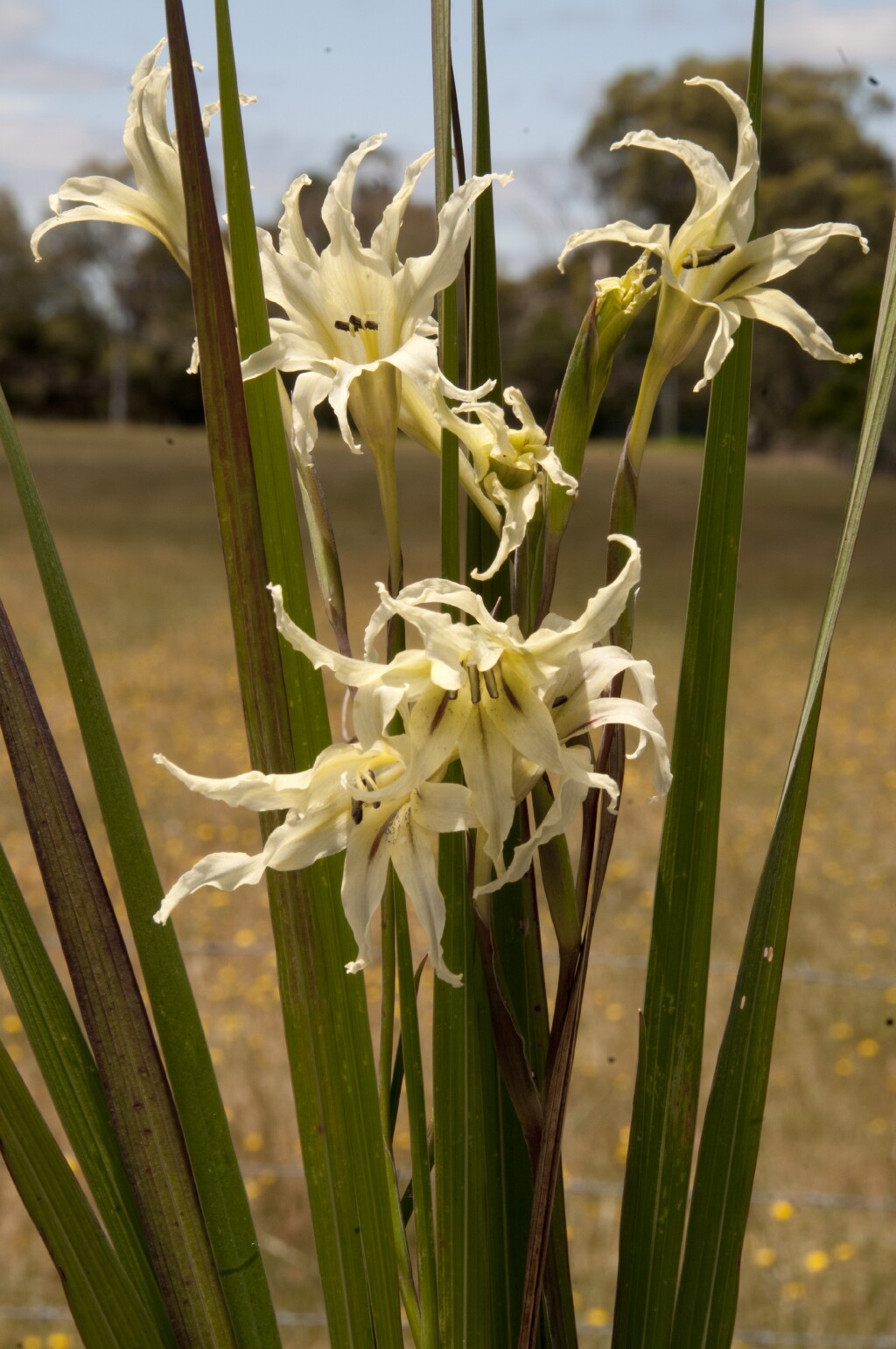 Gladiolus undulatus (hero image)