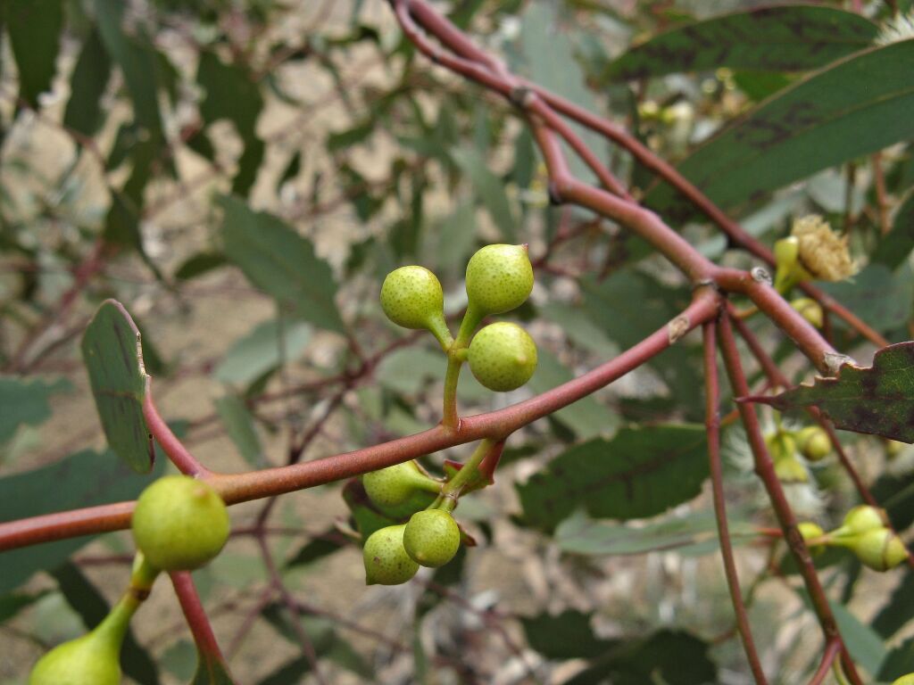 Eucalyptus leucoxylon (hero image)