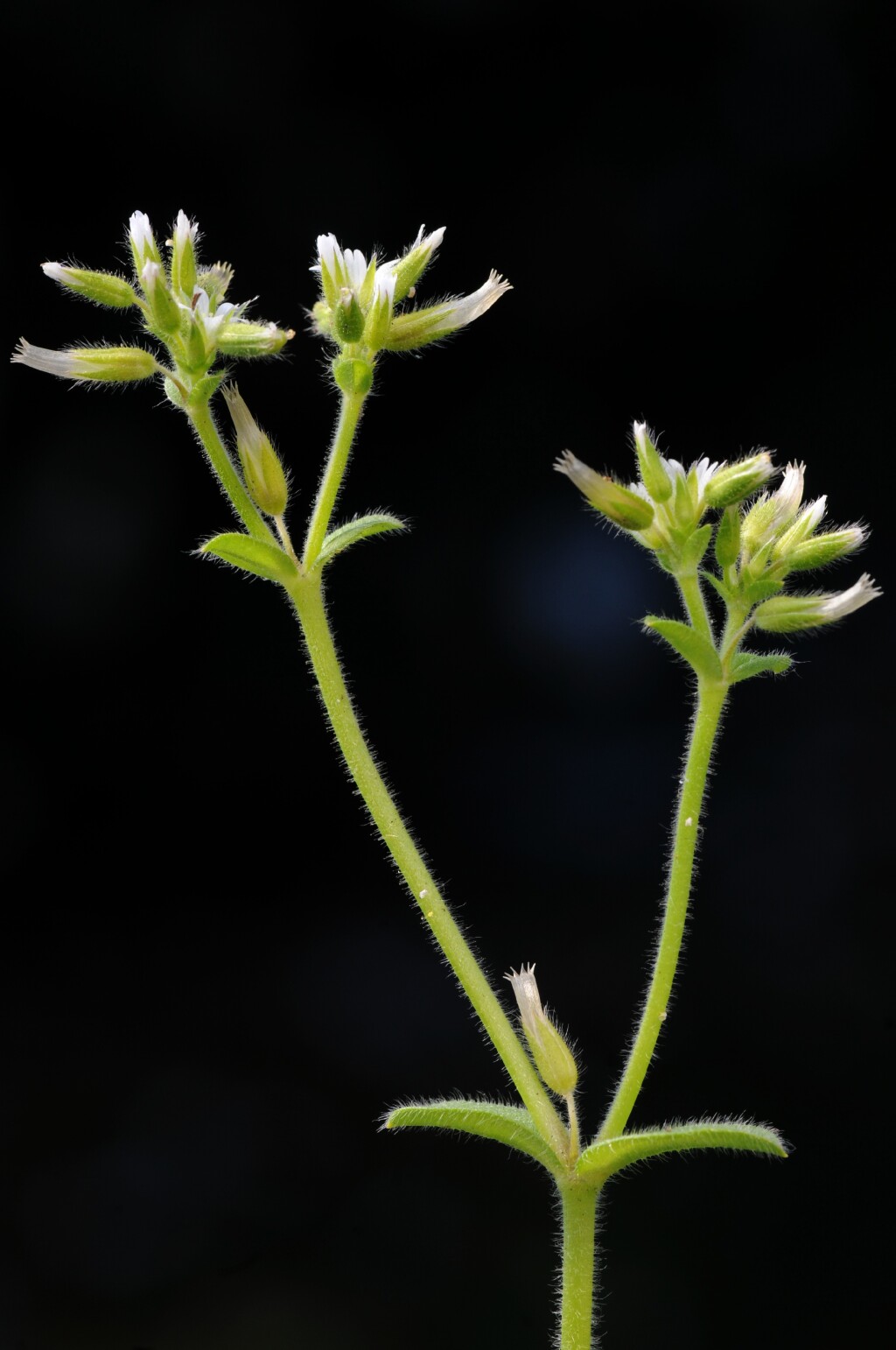 Cerastium glomeratum (hero image)