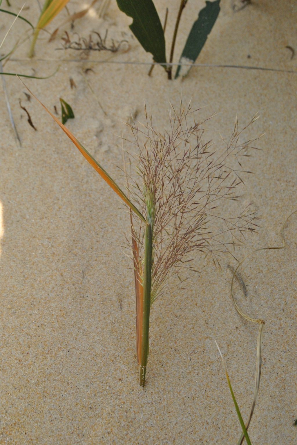 Lachnagrostis billardierei subsp. billardierei (hero image)
