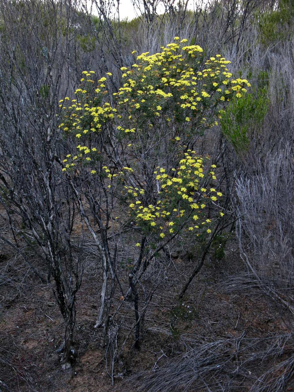 Phebalium bullatum (hero image)