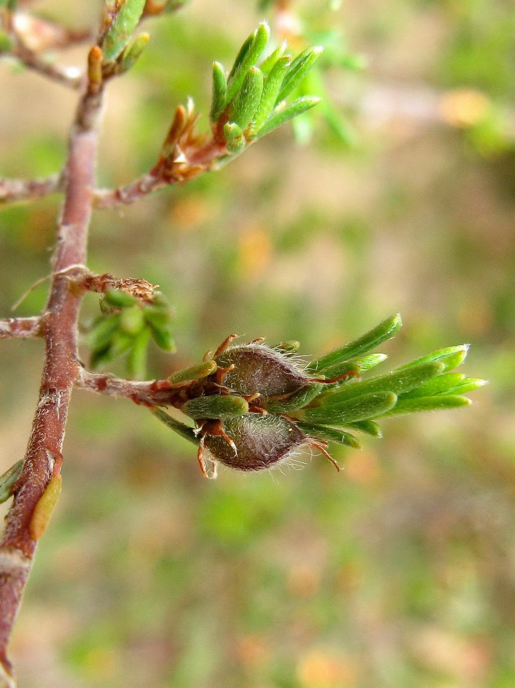 Pultenaea tenuifolia (hero image)