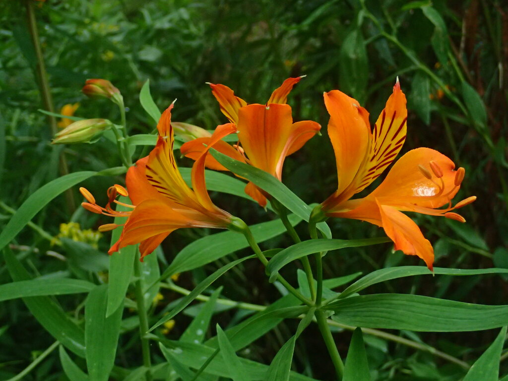 Alstroemeria (hero image)