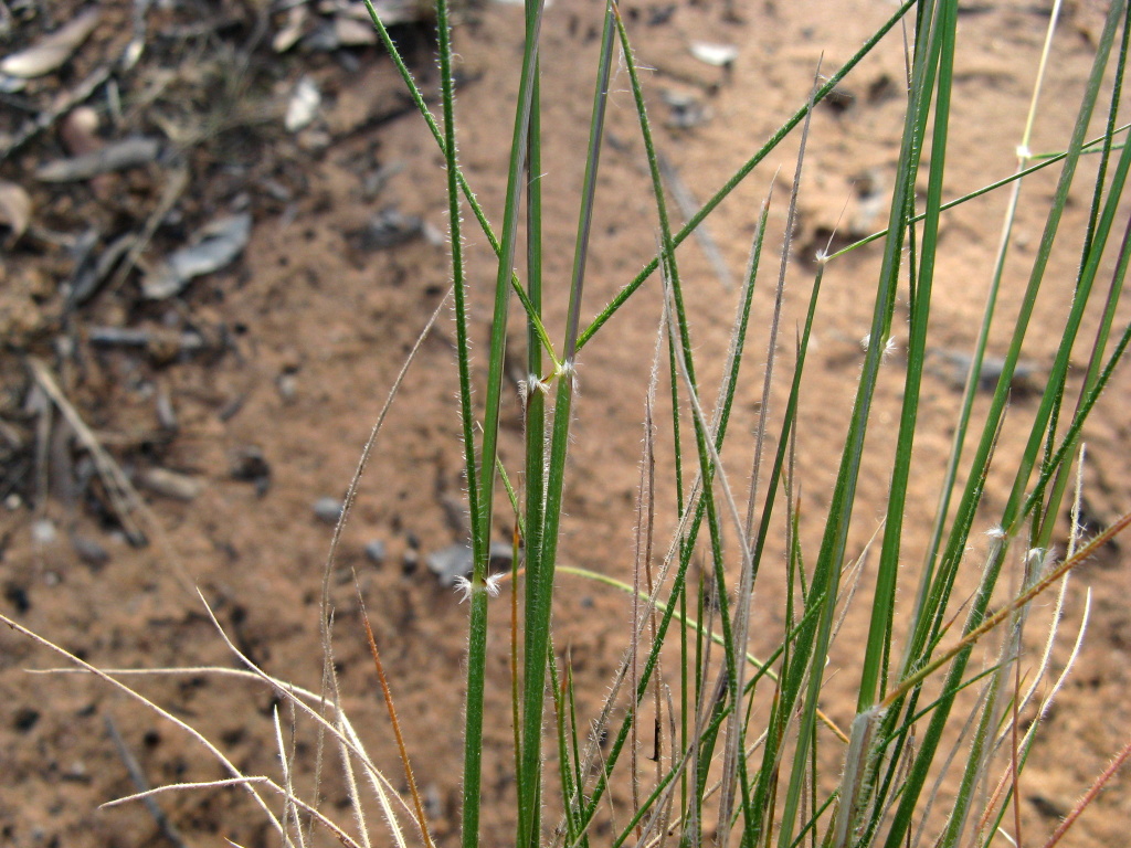 Austrostipa drummondii (hero image)