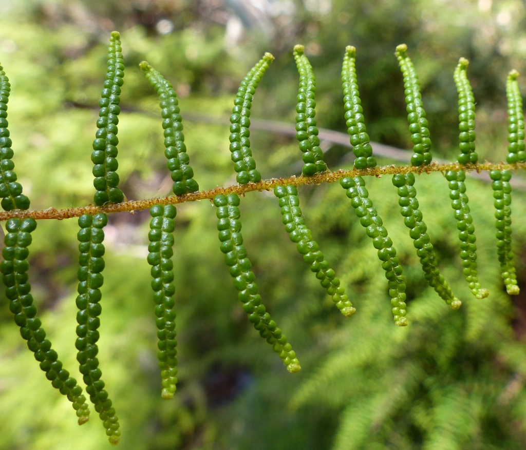 Gleichenia dicarpa (hero image)