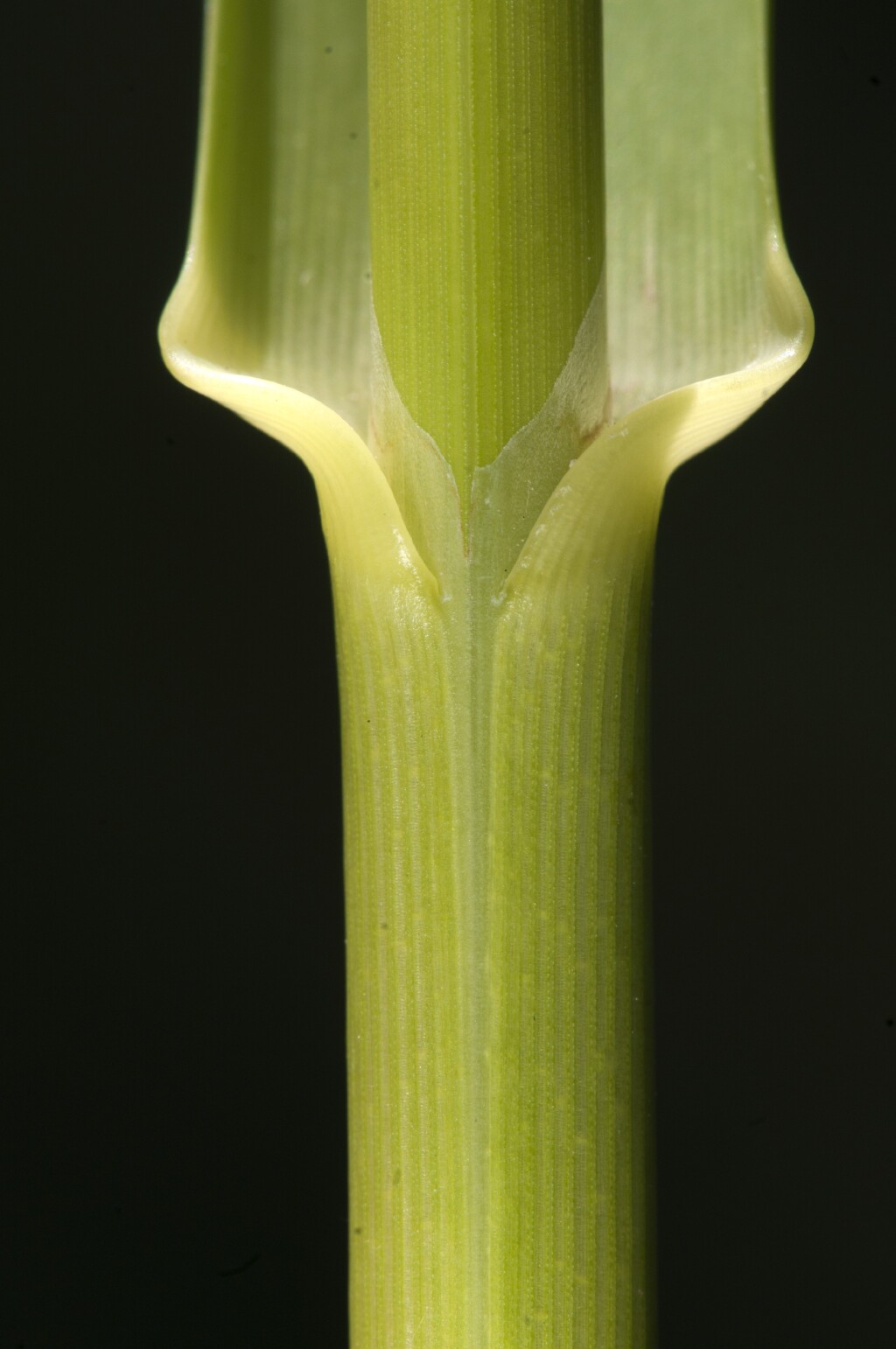 Glyceria maxima (hero image)