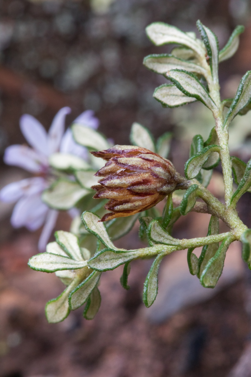 Olearia iodochroa (hero image)