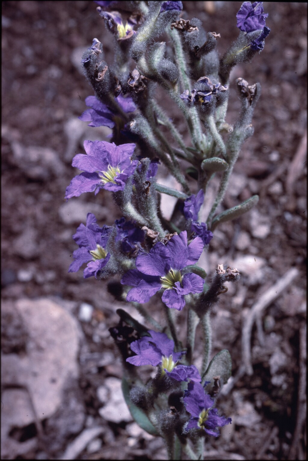 Dampiera purpurea (hero image)