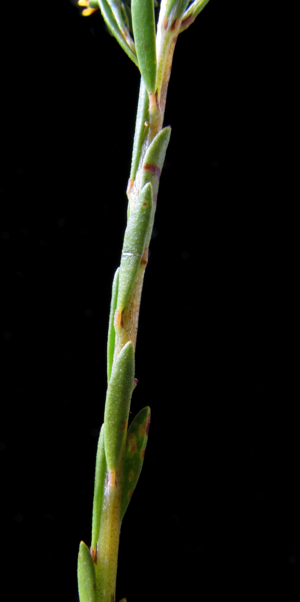 Pultenaea forsythiana (hero image)