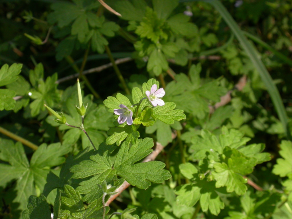 Geranium homeanum (hero image)