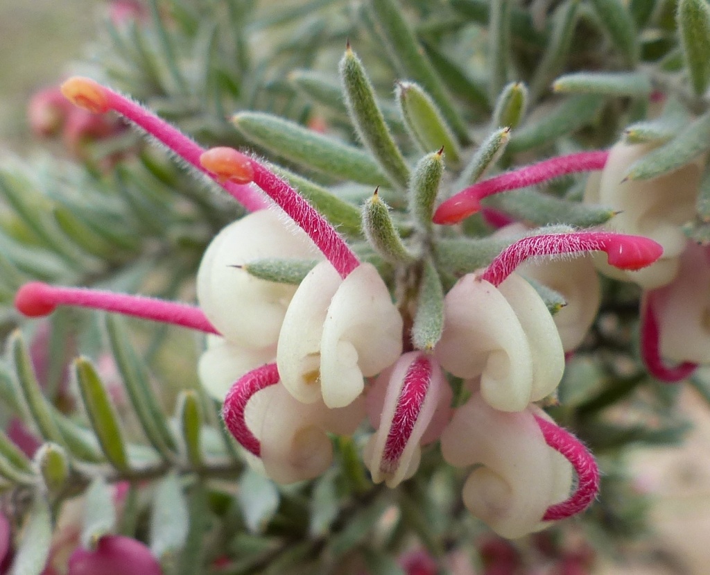 Grevillea lanigera (hero image)