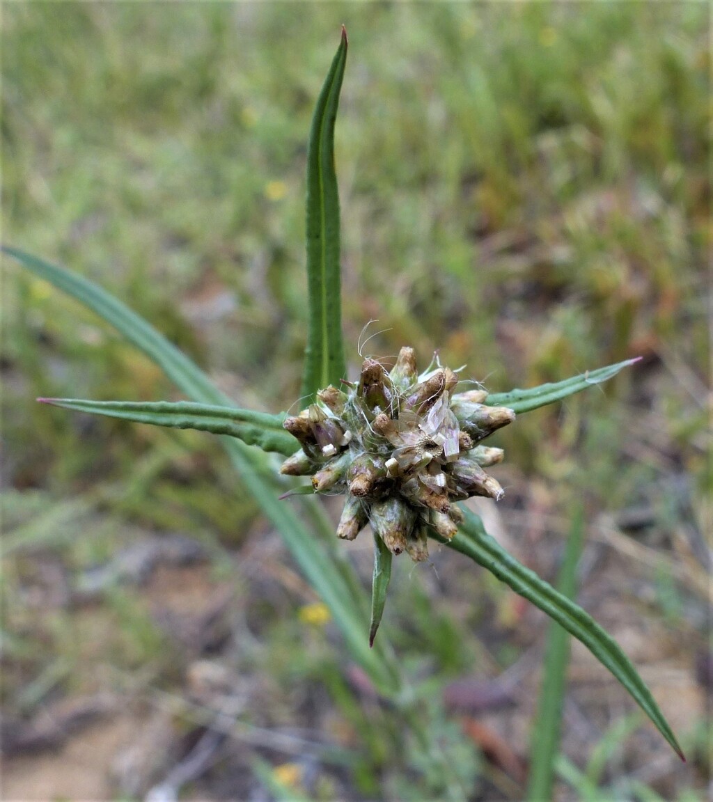 Euchiton involucratus (hero image)