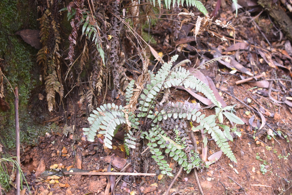 Blechnum fluviatile (hero image)