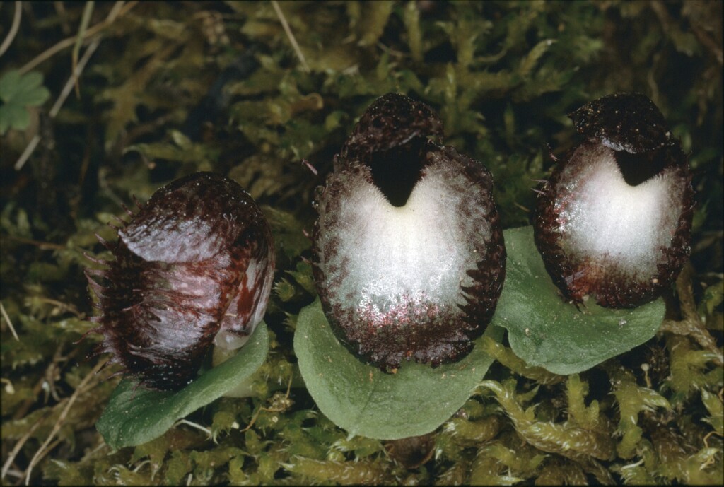 Corybas hispidus (hero image)