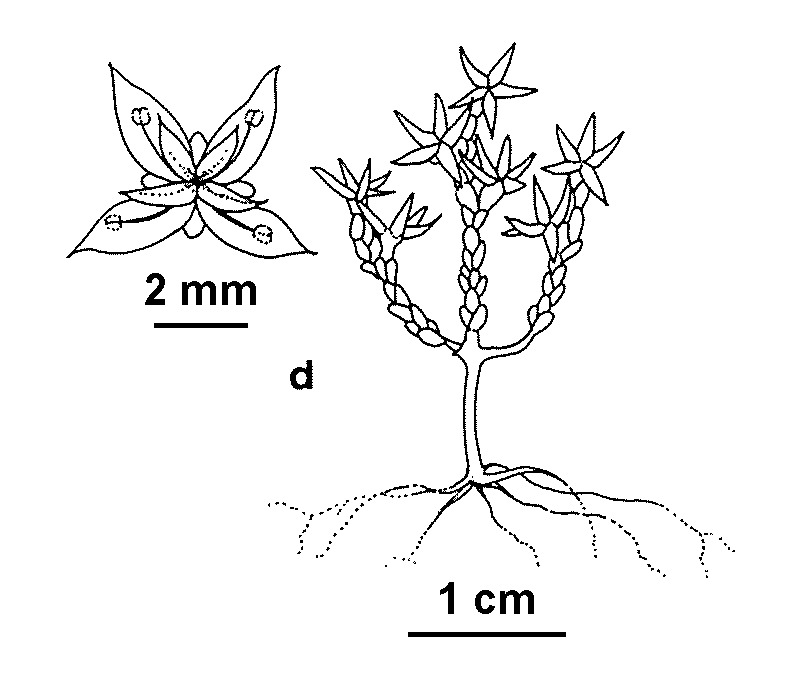 Sedum caespitosum (hero image)