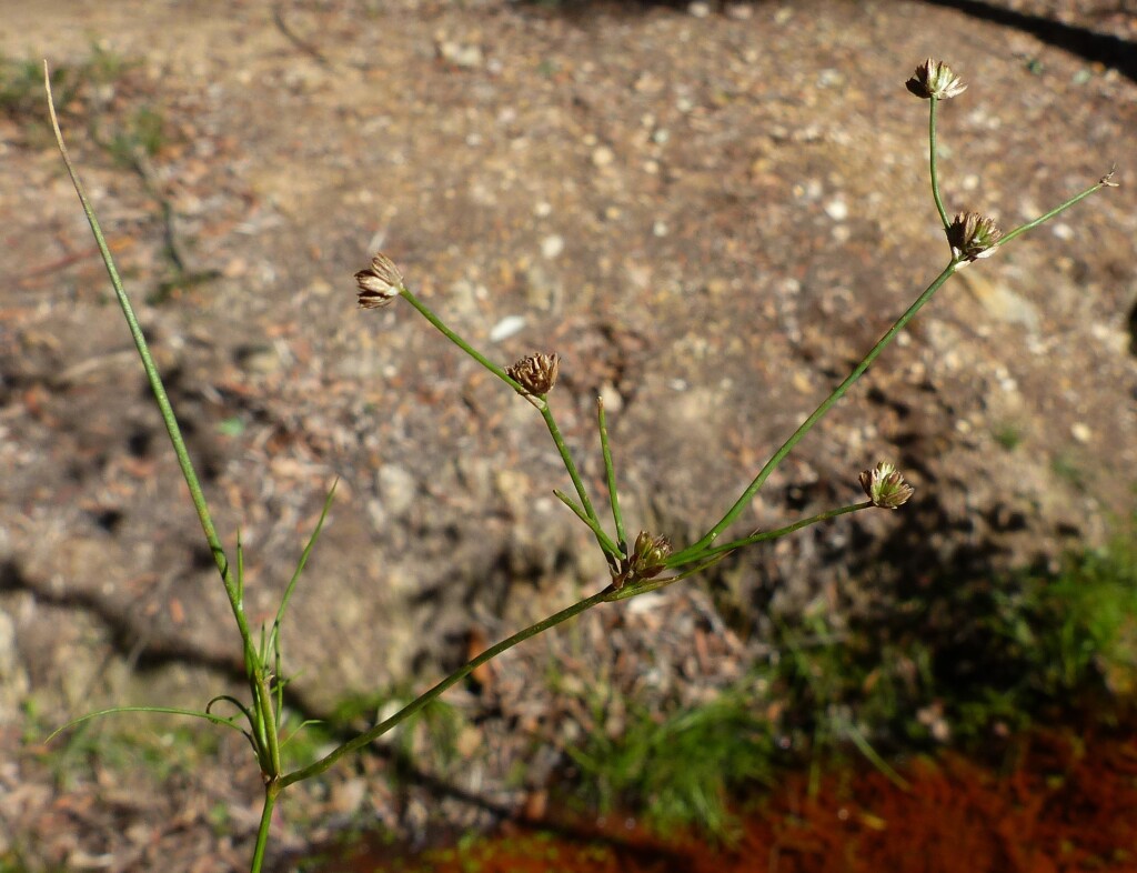 Juncus (hero image)