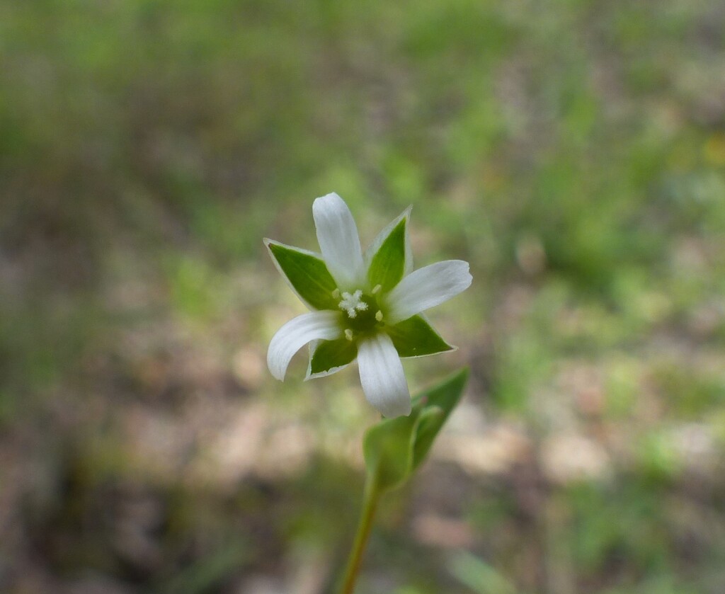 Moenchia erecta (hero image)