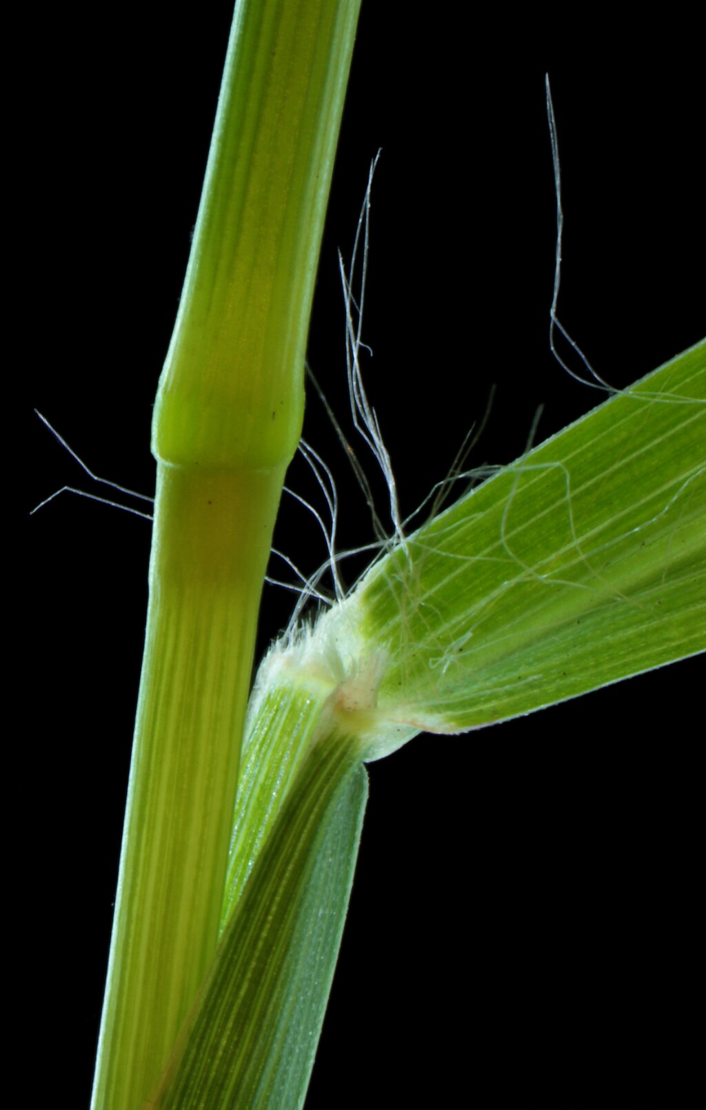 Setaria parviflora (hero image)