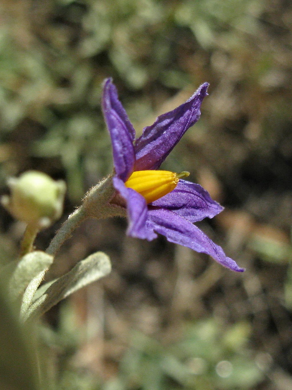 Solanum esuriale (hero image)