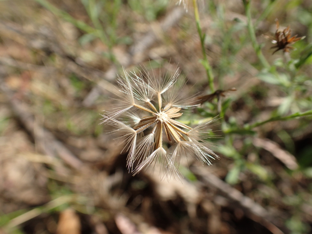 Vittadinia cuneata var. cuneata (hero image)
