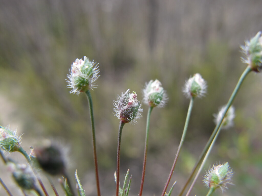 Centrolepis strigosa (hero image)