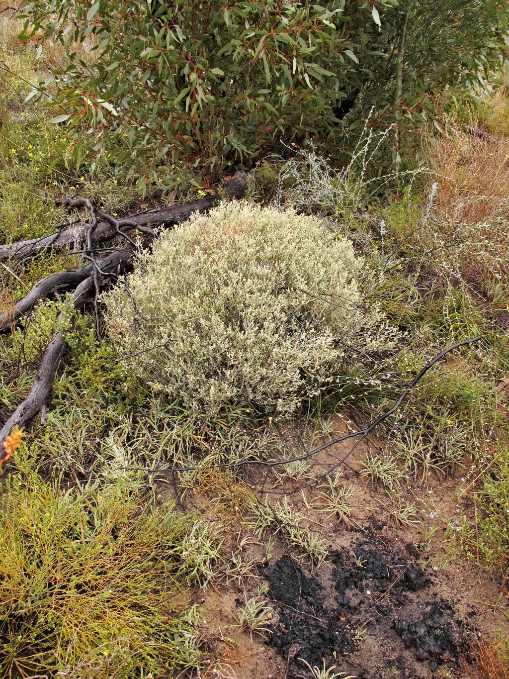 Chenopodium desertorum subsp. rectum (hero image)