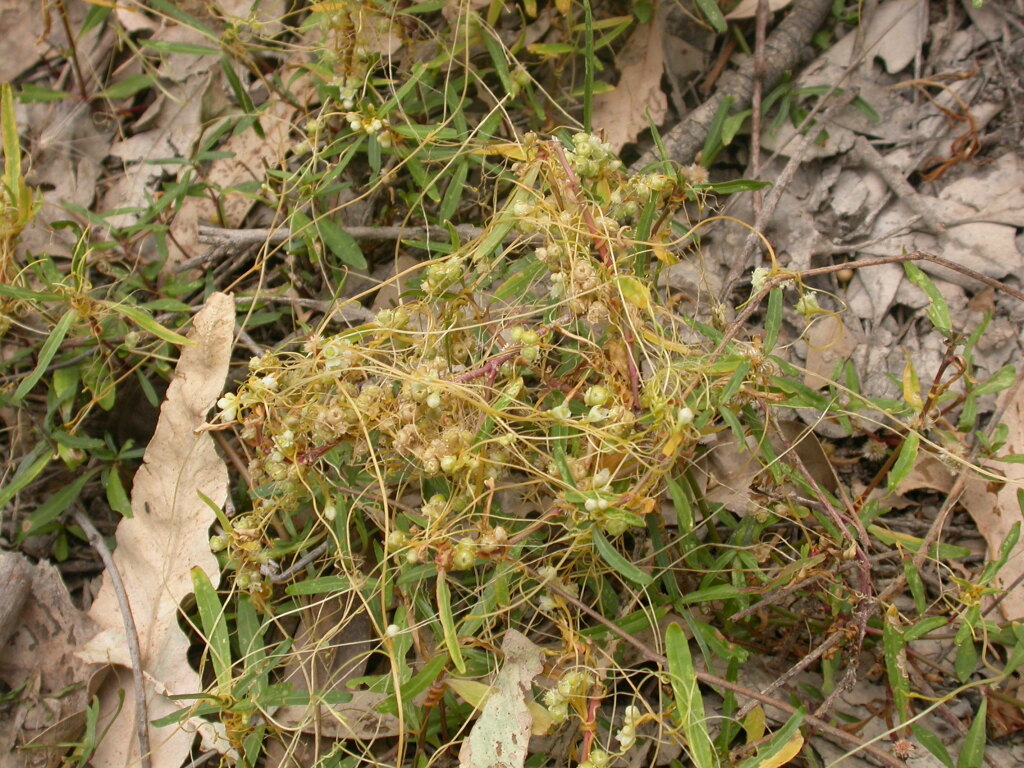 Cuscuta australis (hero image)