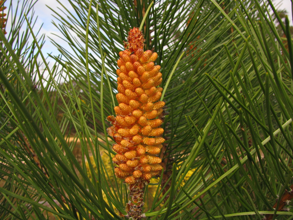 Pinus (hero image)