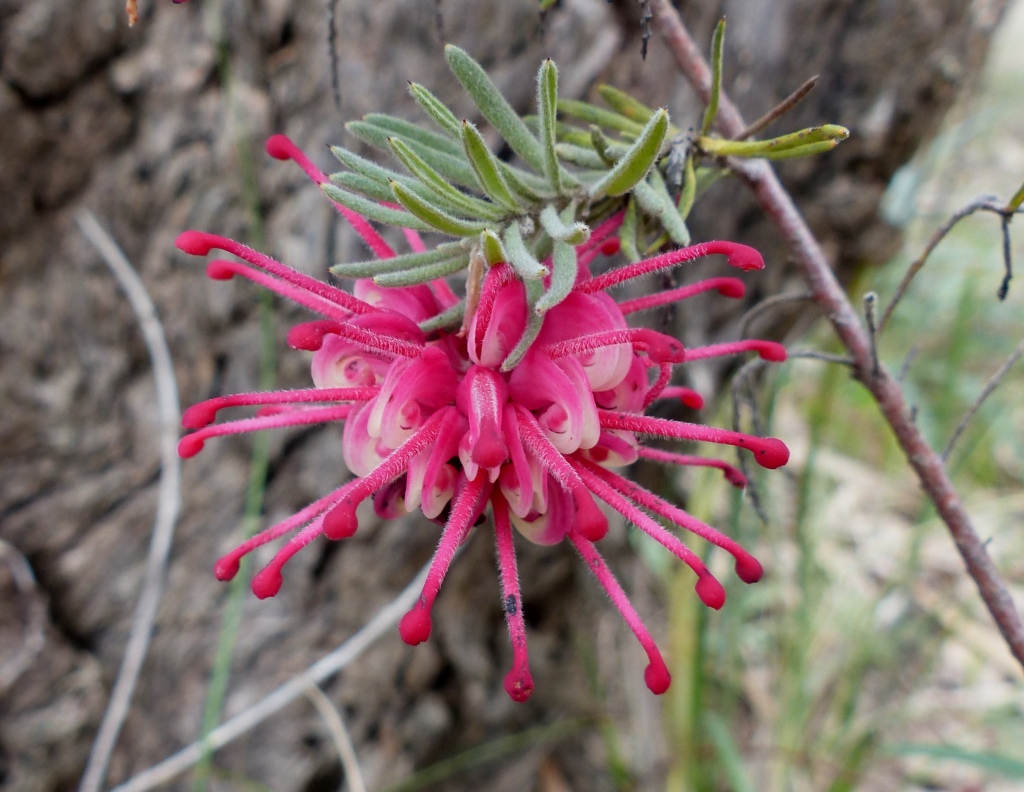 Grevillea lanigera (hero image)