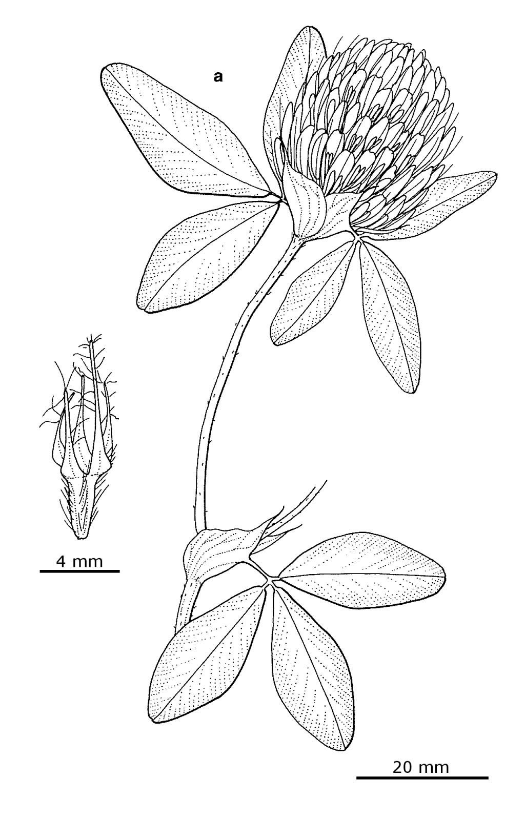 Trifolium pratense (hero image)