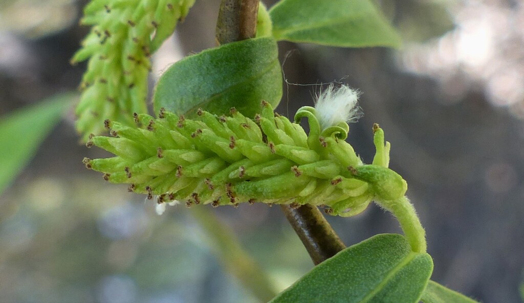 Salix matsudana 'Tortuosa' (hero image)