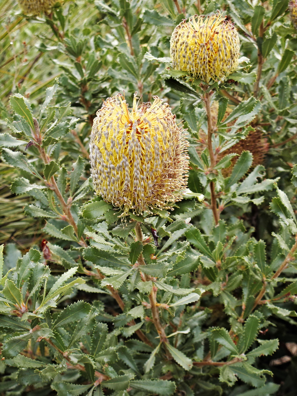 Banksia ornata (hero image)