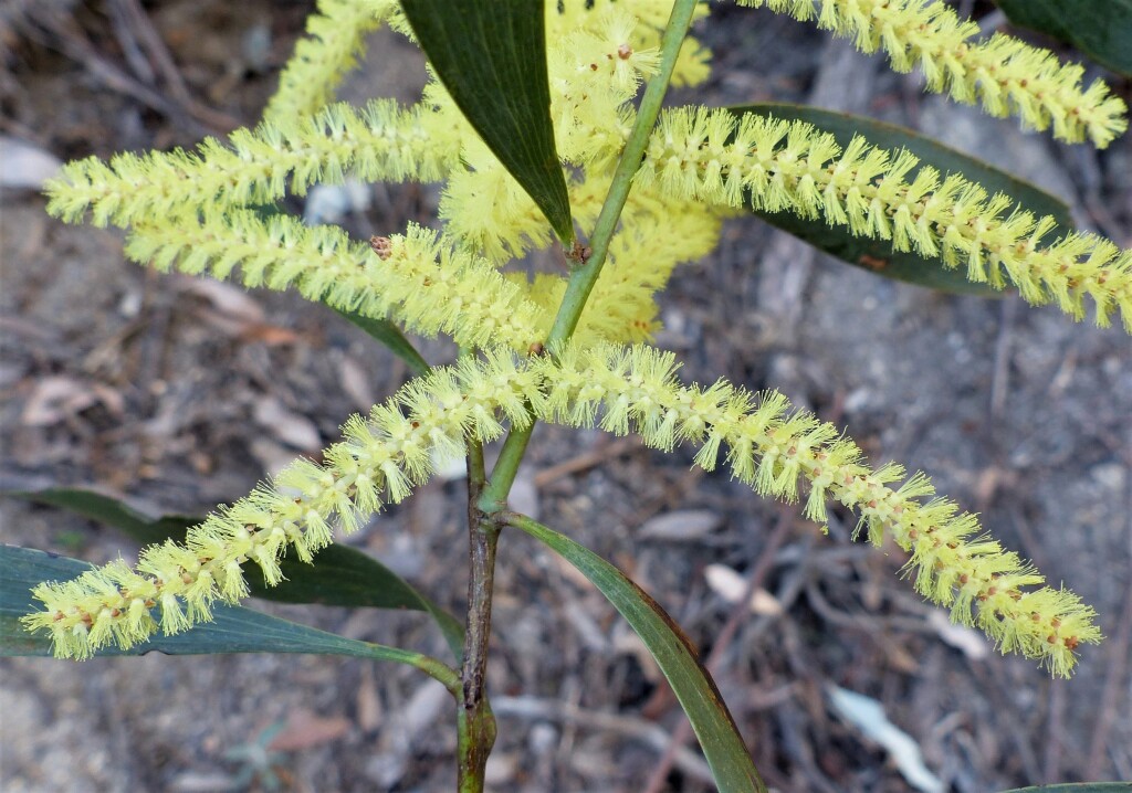 Acacia dallachiana (hero image)