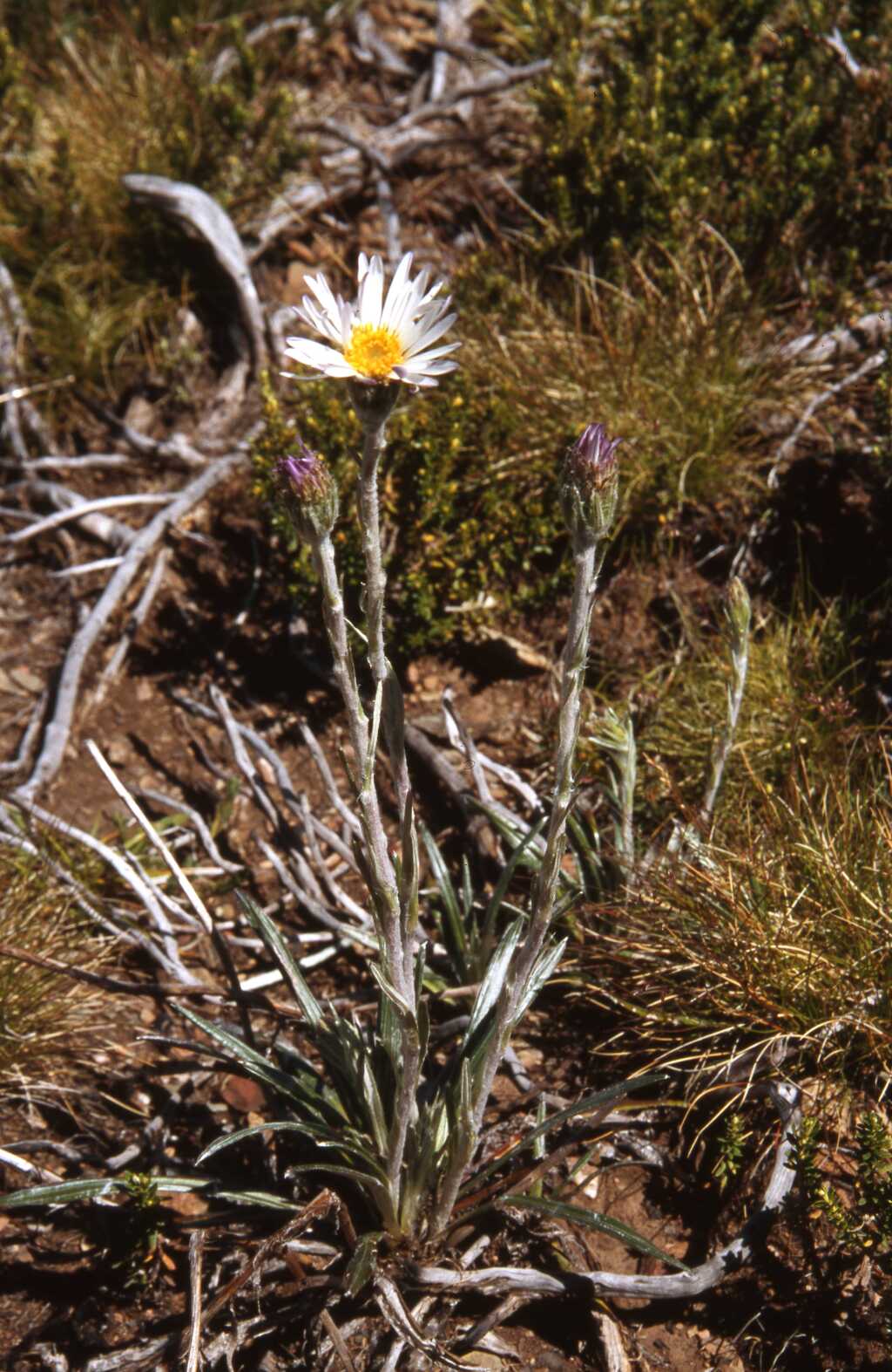 Celmisia pugioniformis (hero image)