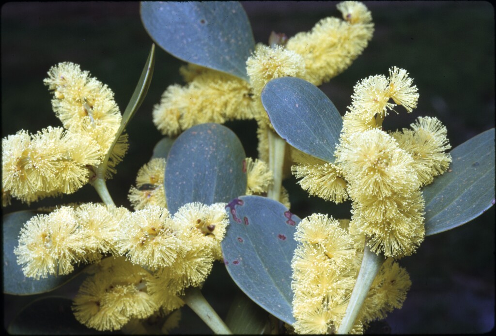 Acacia alpina (hero image)