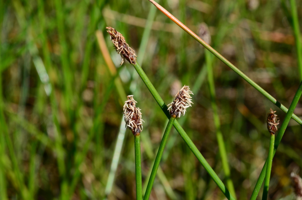 Eleocharis atricha (hero image)