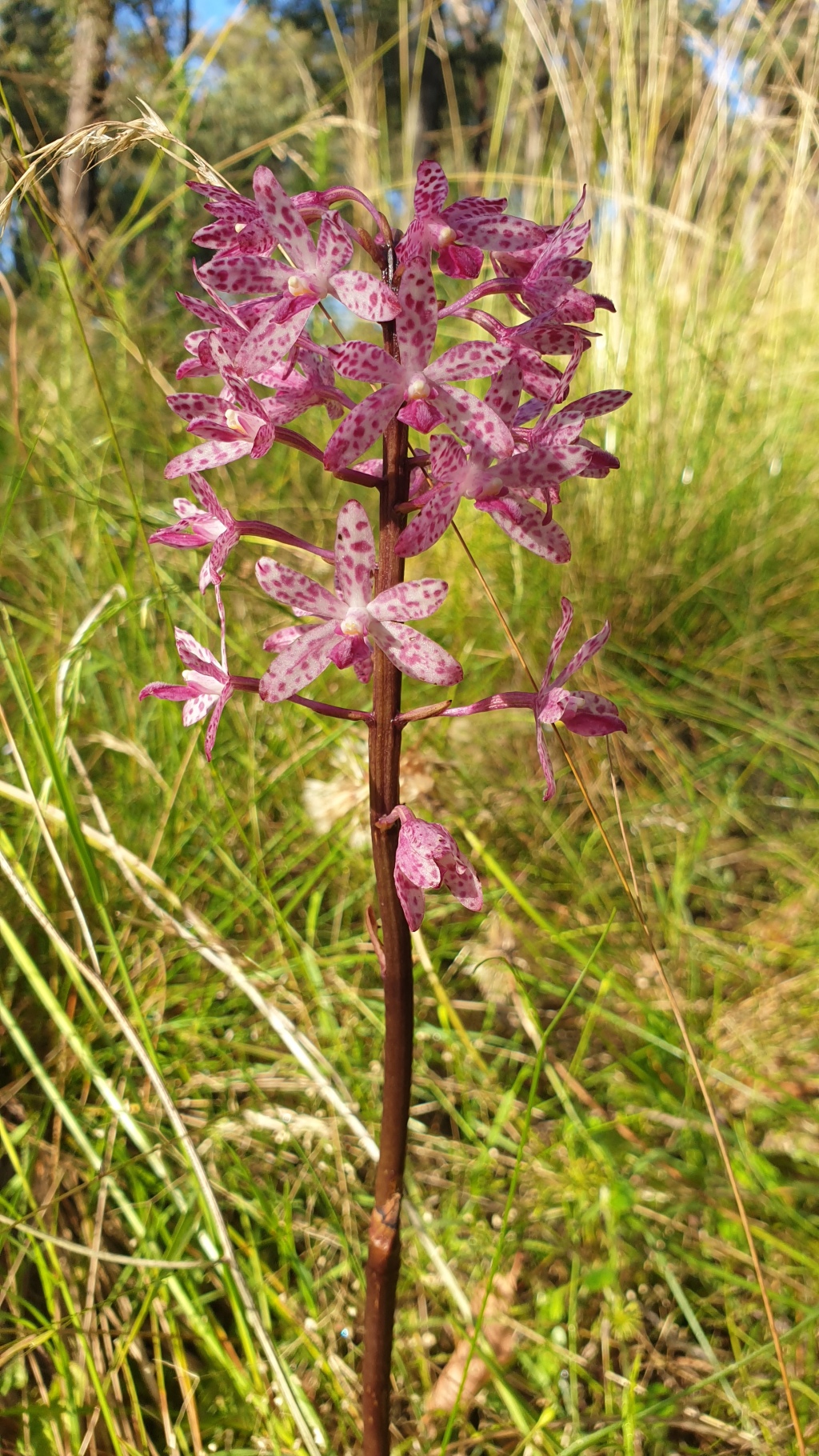 Dipodium punctatum (hero image)