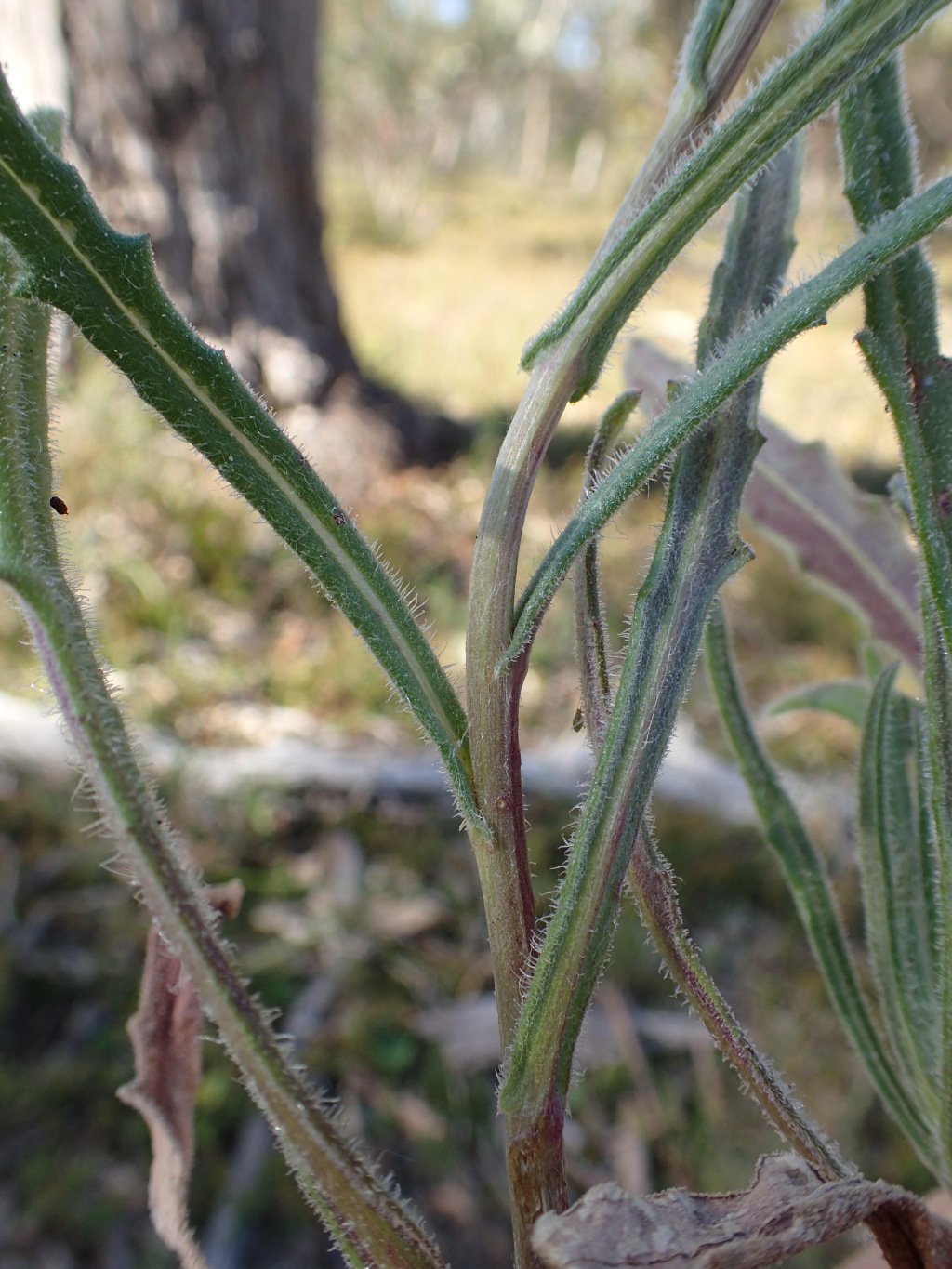 Senecio squarrosus (hero image)