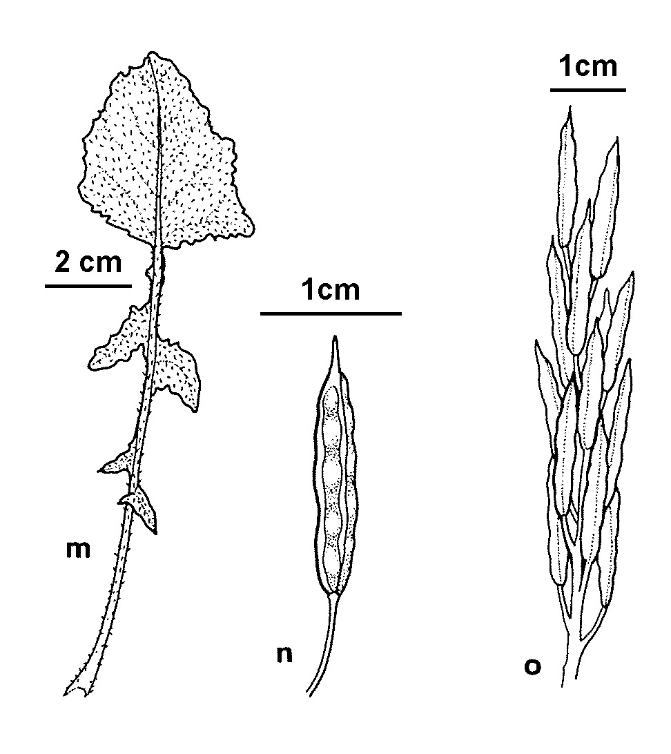 Brassica nigra (hero image)