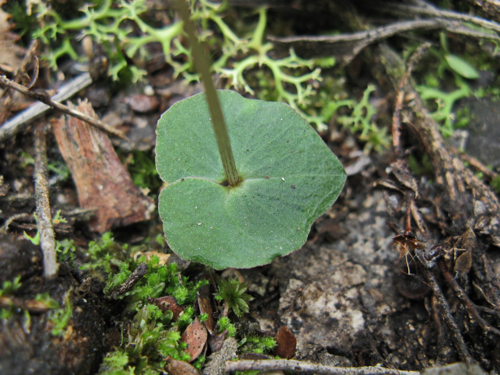 Acianthus pusillus (hero image)