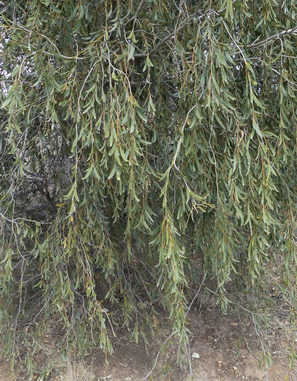 Acacia pendula (hero image)