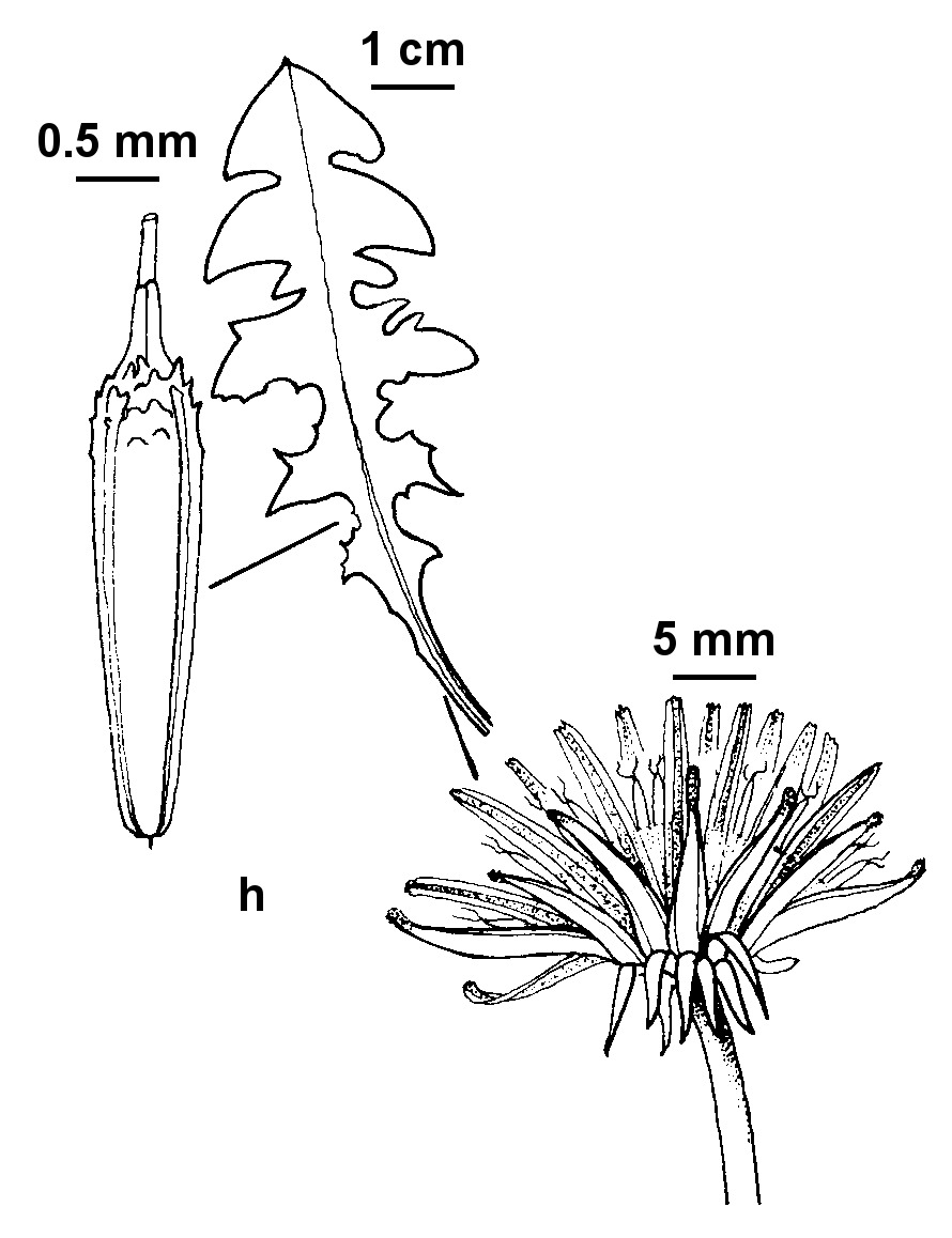 Taraxacum sect. Taraxacum (hero image)