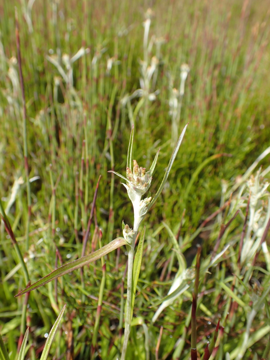 Euchiton involucratus (hero image)