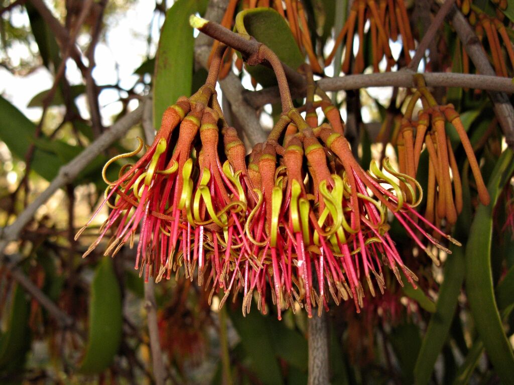 Amyema pendula subsp. pendula (hero image)