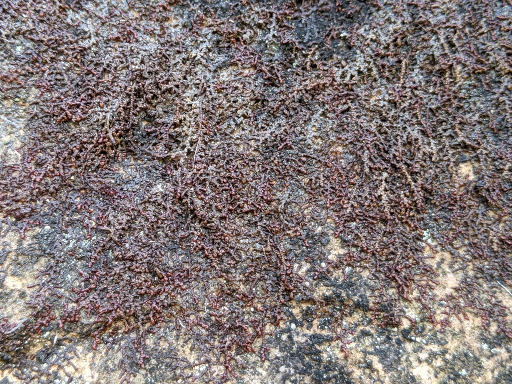 Frullania pentapleura (hero image)