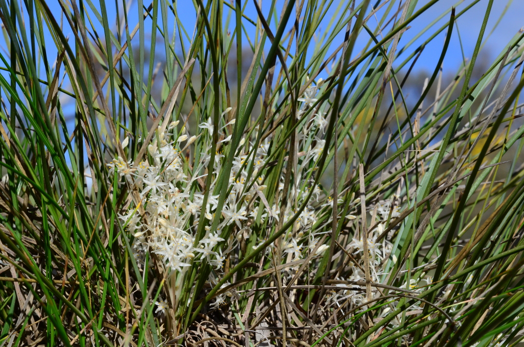 Lomandra effusa (hero image)