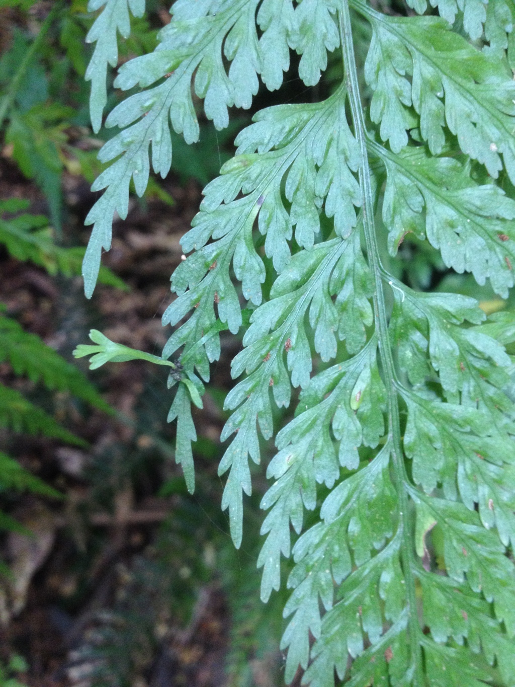 Asplenium gracillimum (hero image)