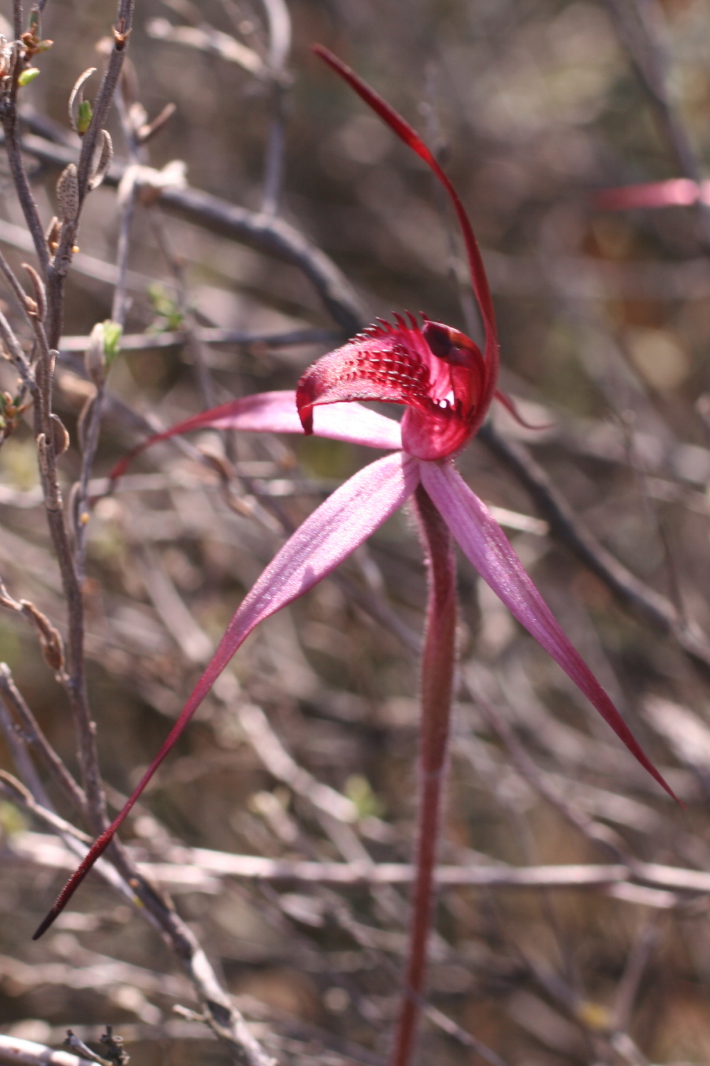 Caladenia cruciformis (hero image)