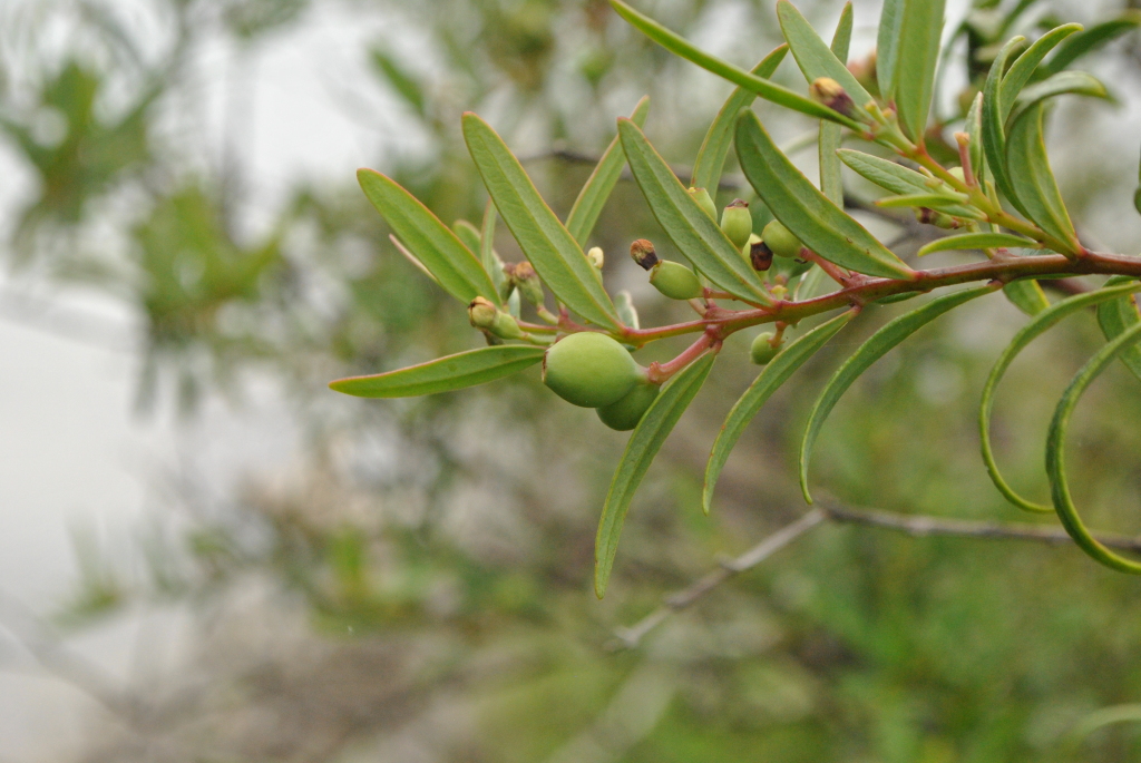 Santalum obtusifolium (hero image)