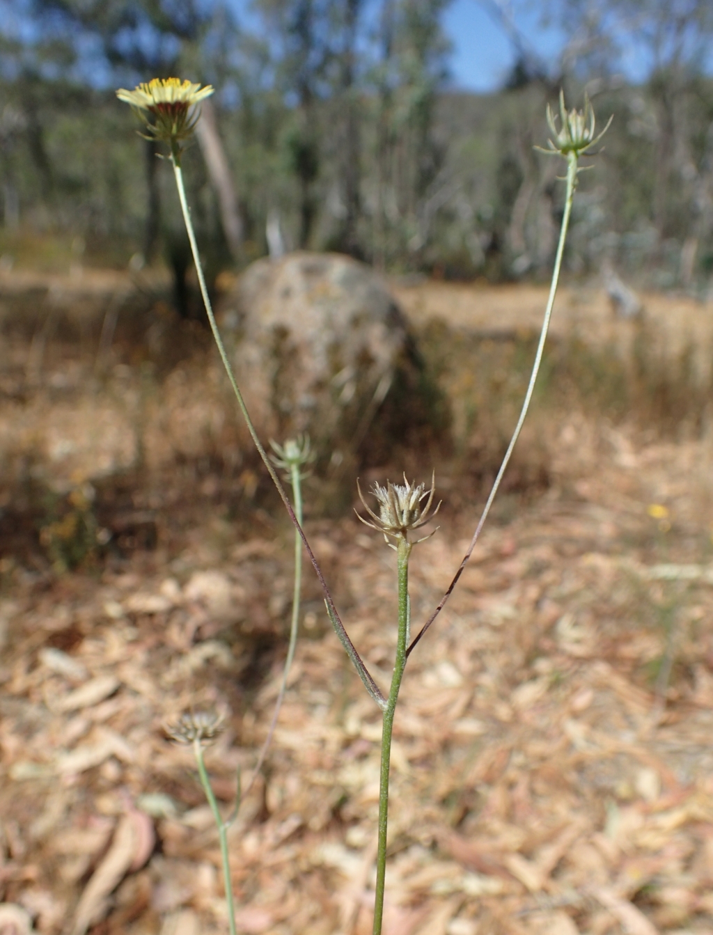 Tolpis barbata (hero image)